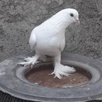 سه عدد کبوتر دسگیری