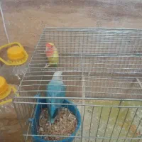 یک جفت طوطی کوتوله