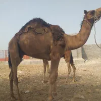شترنر|حیوانات مزرعه|بندرعباس, |دیوار