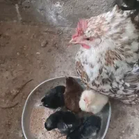 فروش مرغ  محلی اصل با جوجه