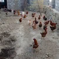 چهل  پنجاه تا مرغ محلی تخمگذار
