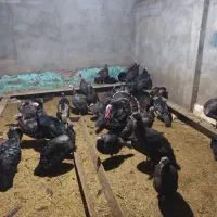 بوقلمون ماده