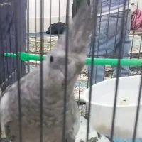 عروس هلندی وایت فیس