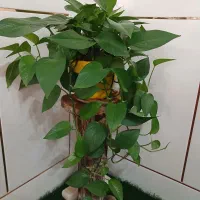 گل پیوس