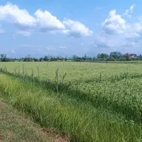 فروش جو هاشمی گرم سر زمین
