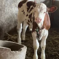فروش انواع گوساله سیمینتال اصیل