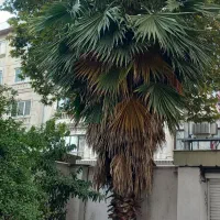 نخل خرما