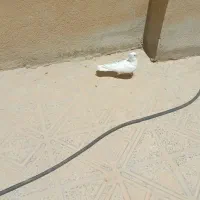 کبوتر|پرنده|ایلام, |دیوار