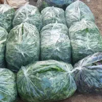 عرضه مستقیم ریحان و کشت هیدروپونیک nft مدار بسته