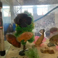 فروش ماهی اسکار سایز شیش ماهه