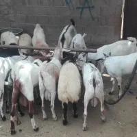 گوسفند. فروشی خالدین