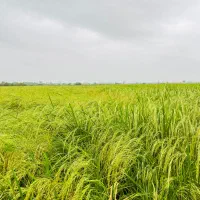 زمین آماده ساخت