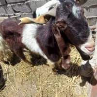 بز نر وبز ماده پاکستانی