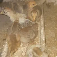 جوجه محلی