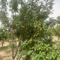 باغچه رضی اباد