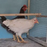 جوجه مرغ و جوجه خروس