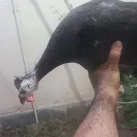 مرغ شاخدار