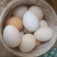 تخم مرغ نطفه دار گلین برای جوجه کشی