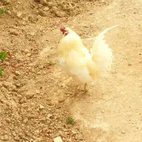 خروس لری سفید