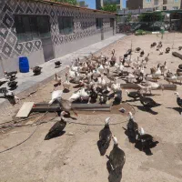 غاز|حیوانات مزرعه|بوئین زهرا, |دیوار