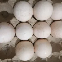 فروش تخم نطفه دار طاووس