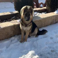 توله سگ ژرمن