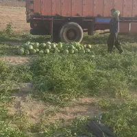 فروش هندوانه