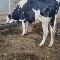 گاو