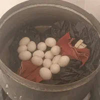 تخم مرغ محلی
