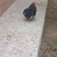 مرغ وخروس