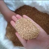 گندم دیم تمیز