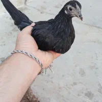 سیبرایت
