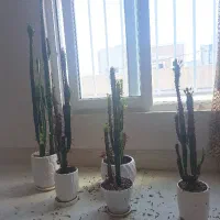 گل کاکتوس