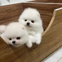 توله سگ پامرانین مینیاتوری وارداتی (سایزصفر)