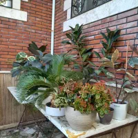 فروش گلهای بیرونی