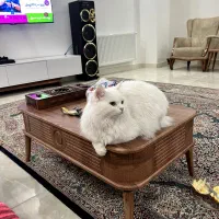 گربه پرشین|گربه|رشت, پیرکلاچای|دیوار