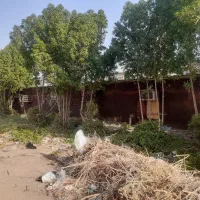 درخت بری رایگان