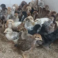 جوجه گلپایگان یک ماهه سالم و سرحال ۱۵۰