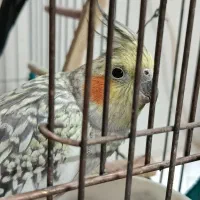 عروس هلندی سخنگو