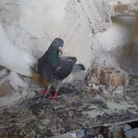 پلاکی