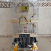 پک ۱۵ مرغ عشق و عروس هلندی (ایران پرنده)