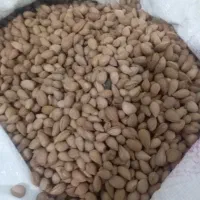 بادام تلخ