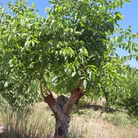 پیوند گردو