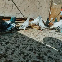 ۱۲ تا کفتر خارج از شهر