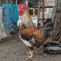 خروس گلین عشایری