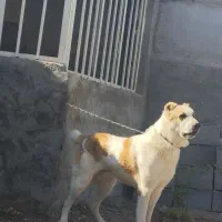 سگ آلابای دهن پاک  جهت نگهبانی وگله
