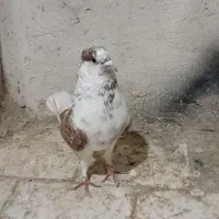 کفتر