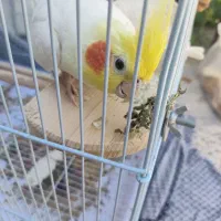 عروس هلندی
