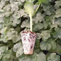 نشا۷