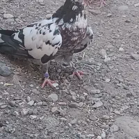 کفتر پرشی